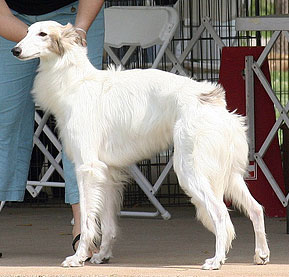 Novice Dog