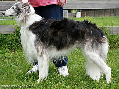 Open Dog